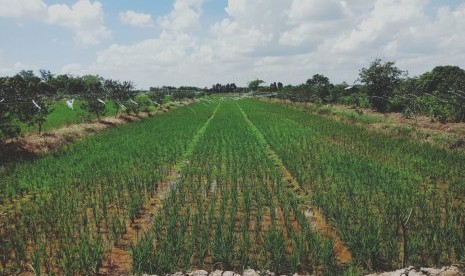 Kondisi lahan rawa di Kabupaten Batola, Kalimantan Selatan. Kementerian Pertanian (Kementan) berharap, Kalimantan Selatan dapat menjadi salah satu lumbung beras nasional.