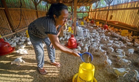 Peternak memberikan pakan pada ayam boiler di Kampung Cipedes, Desa Cipanjalu, Kabupaten Bandung, Jawa Barat, Senin (27/5/2019).