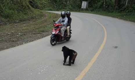 Seorang pengendara sepeda motor berusaha menghindari seekor Kera hitam Sulawesi (Macaca tonkeana) yang berada di tengah jalan pada jalur mudik poros Tawaeli-Toboli di Kawasan Pegunungan Kebun Kopi, Parigi Moutong, Sulawesi Tengah, Kamis (30/5/2019)