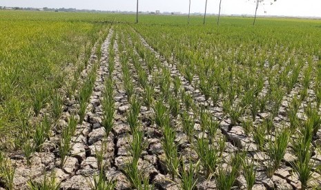 Ratusan hektare tanaman padi di Kecamatan Kandanghaur, Kabupaten Indramayu mengalami kekeringan parah di musim tanam gadu 2019, Senin (10/6). 