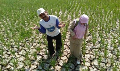 Ratusan hektare tanaman padi di Kecamatan Kandanghaur, Kabupaten Indramayu mengalami kekeringan parah di musim tanam gadu 2019, Senin (10/6).