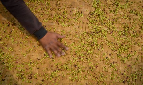 Petani mengeringkan biji cengkih yang telah dipanen di Desa Sindanglaya, Kabupaten Bandung, Jawa Barat, Senin (24/6/2019). 