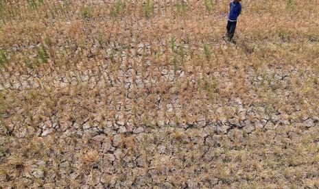 Seorang petani berdiri di tengah sawahnya yang mengalami kekeringan di Desa Kademangaran, Kabupaten Tegal, Jawa Tengah, Senin (24/6/2019). 