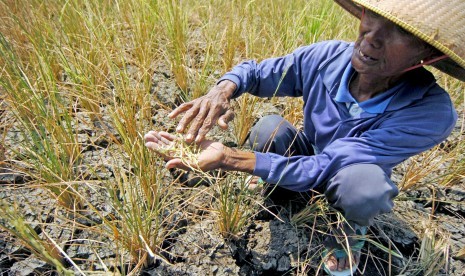 Seorang petani menunjukkan padi yang rusak akibat sawahnya mengalami kekeringan di Desa Kademangaran, Kabupaten Tegal, Jawa Tengah, ilustrasi