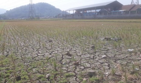 Lahan pertanian di Batujajar, Kabupaten Bandung Barat terkena dampak kekeringan, Rabu (26/6). Tanah tersebut mengalami retak-retak. 