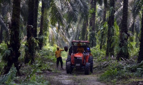 Sejumlah pekerja memanen tandan buah segar kelapa sawit di PT Kimia Tirta Utama (KTU) di Kabupaten Siak, Riau, Kamis (27/6/2019). Harga tandan buah segar (TBS) sawit Riau untuk umur 10-20 tahun periode 20-26 April 2022 mengalami penurunan sebesar Rp 83,79 per kg.