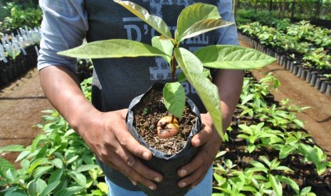 Petani menunjukkan bibit tanaman buah alpukat di kawasan Kampung Alpukat, Pabuaran, Mulyaharja, Kota Bogor, Jawa Barat, Kamis (27/6/2019).