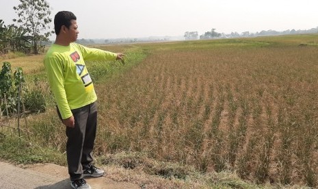 Lahan Pertanian yang mulai mengering Jumat (28/6), di Kecamatan Cibarusah, Kabupaten Bekasi.