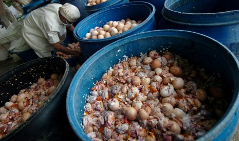 Pekerja mememasukkan telur ayam siap tetas saat pemusnahan di PT Charoen Pokphand Jaya Farm, Desa Margasari, Kabupaten Tegal, Jawa Tengah, Jumat (28/6/2019). 