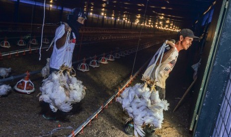 Pekerja memanen ayam broiler dengan sistem kandang tertutup atau close house di Peternakan Naratas Poultry Shop, Kampung Alinayin, Kabupaten Ciamis, Jawa Barat, Jumat (28/6/2019).