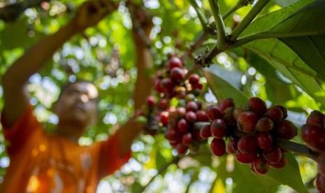 Petani memetik biji kopi Liberika di perkebunan Desa Parungmulya, Ciampel, Karawang, Jawa Barat, Selasa (2/7/2019).