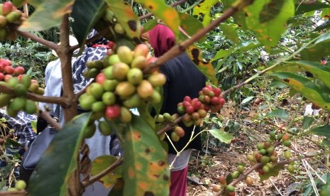 Ilustrasi pohon kopi di Kabupaten Garut, Jawa Barat. 