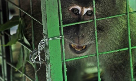 Seekor monyet ekor panjang (Macaca Fascicuralis) diamankan petugas Balai Konservasi Sumber Daya Alam (BKSDA). Warga Desa Cibeureum, Jawa Barat, resah karena rumah dan lahan pertaniannya dirusak kawanan monyet ekor panjang. 