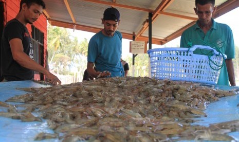 Sejumlah pekerja menyortir udang vaname (Litopenaeus Vannamei) 