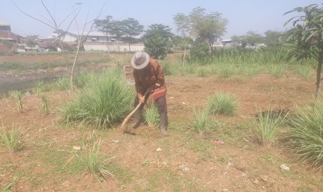 Ini Langkah Pemprov Jabar Tangani Lahan Kritis. Foto: Sebagian masyarakat di bantaran sungai Citarum, tepatnya di Desa Cicukang,  Kecamatan Margahayu, Kabupaten Bandung memanfaatkan lahan yang ada saat  kemarau tengah berlangsung. Mereka banyak yang menanam pohon jagung dan  sereh dilahan di bantaran sungai