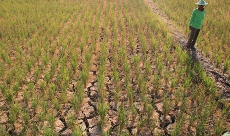 Petani berada di areal sawah miliknya yang kekeringan di Desa Pegagan, Kecamatan Terisi, Indramayu, Jawa Barat, Senin (15/7/2019).