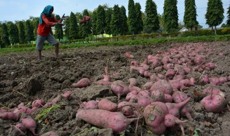 Buruh tani memanen ubi jalar (ilustrasi). Asosiasi menargetkan produksi bihun berbasis ubi jalar bisa dimulai tahun depan.