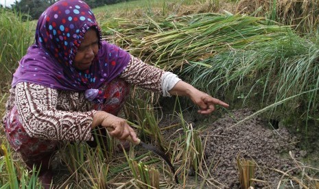 Serangan Hama Tikus di Tapanuli Selatan Meluas. Petani menunjukkan lubang tikus di areal persawahan.