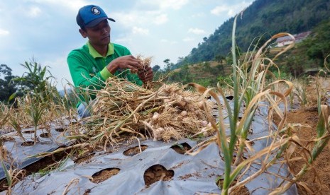 Petani memanen bawang putih di Desa Gunungsari, Bawang, Kabupaten Batang, Jawa Tengah, Rabu (17/7/2019). 