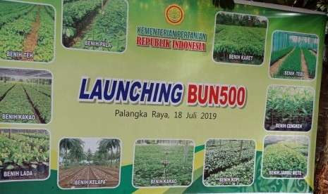 Kondisi benih unggul yang akan diberikan kepada petani dalam program pemberian bibit unggul 500 juta batang atau Bun500, di Palangka Raya, Kalimantan Tengah, Kamis (18/7).