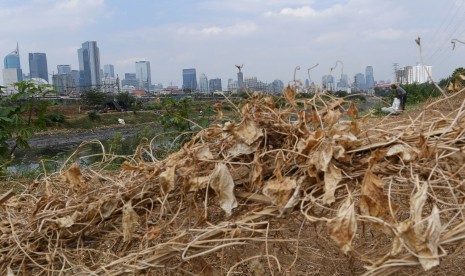 Seorang warga mencari rumput di antara tanaman kacang panjang yang mengering saat musim kemarau di kawasan Petamburan, Jakarta, Jumat (19/7).