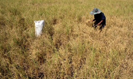 Petani memilah bulir padi yang masih bisa dipanen di area persawahan Pattallassang yang terdampak kekeringan, Gowa, Sulawesi Selatan, Senin (22/7/2019).