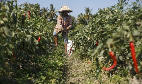 Petani memanen cabai merah di area persawahan Kretek, Bantul, DI Yogyakarta, Selasa (23/7/2019). 