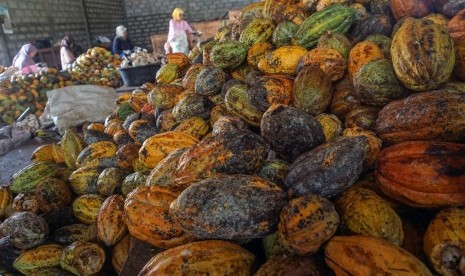 Petani memilah kakao pada masa akhir musim panen di lahan tanaman kakao sekitar Pusat Pengembangan Kompetensi Industri Pengolahan Kakao Terpadu (PPKIPKT) di Kabupaten Batang, Jawa Tengah, Rabu (24/7/2019). 