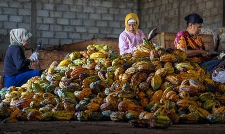 Petani memilah kakao pada masa akhir musim panen di lahan tanaman kakao sekitar Pusat Pengembangan Kompetensi Industri Pengolahan Kakao Terpadu (PPKIPKT) di Kabupaten Batang, Jawa Tengah. ilustrasi