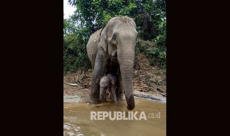 BBKSDA Riau Kembali Selamatkan Anak Gajah Terkena Jerat. Foto anak gajah dan induknya (ilustrasi).