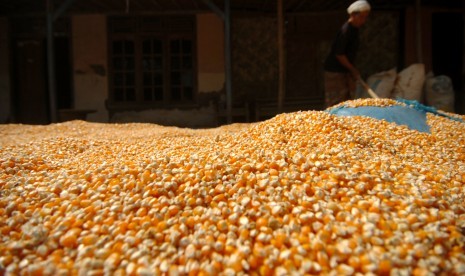 Seorang petani menjemur jagung di Desa Jati Mulya, Kabupaten Tegal, Jawa Tengah, Kamis (25/7/2019).