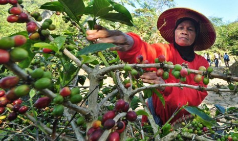 Tenaga petik memanen kopi Arabika di bukit Sekendhil, Afdeling Gebugan, Kamis (25/7). PTPN IX mendorong optimalisasi produksi kebun ini guna meningkatkan produktifitas komoditas  bijih kopi kering.