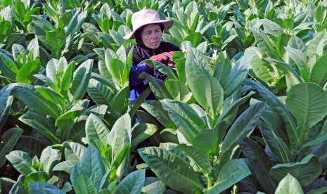 Petani memeriksa tanaman tembakau siap panen di Kelurahan Barurambat Timur, Pamekasan, Jawa Timur, Jumat (26/7/2019).