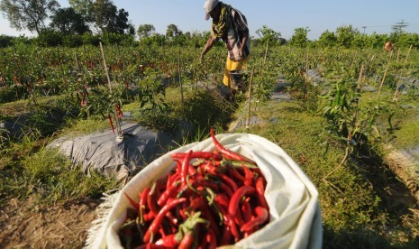 Petani memanen cabai merah di Desa Samiran, Pamekasan, Jawa Timur, Rabu (31/7/2019). 