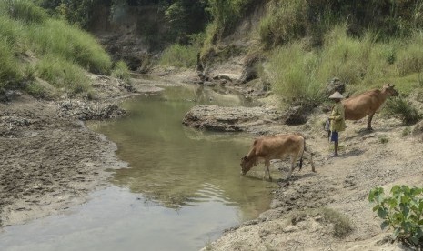 Peternak memberi minum hewan peliharaannya di aliran kali Cipamingkis yang mengering daerah Cibarusah, Kabupaten Bekasi, Jawa Barat, Kamis (1/8/2019). 