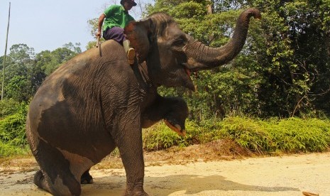 Seorang pawang (Mahout) melatih Gajah Sumatra 