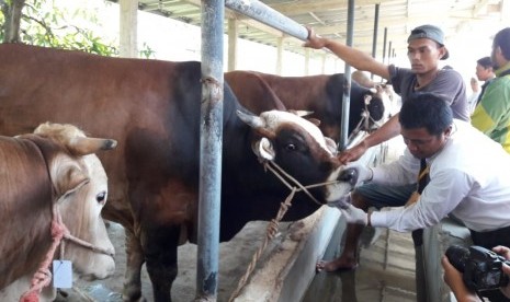 Petugas dari Dinas Peternakan dan Kesehatan Hewan Kabupaten Indramayu melakukan pemeriksaan kesehatan hewan kurban milik pedagang di Kelurahan Bojongsari, Kecamatan/Kabupaten Indramayu, Senin (5/8).