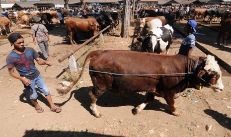 Seorang pedagang hewan membawa sapi miliknya yang akan dijual di Pasar Hewan Sunggingan, Boyolali, Jawa Tengah, Senin (5/8/2019). 