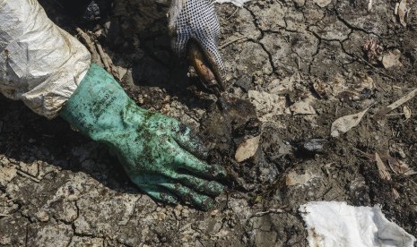 Petugas membersihkan sisa kebocoran minyak mentah Pertamina di kawasan ekosistem mangrove Desa Pantai Bahagia, Muaragembong, Kabupaten Bekasi, Jawa Barat, Selasa (6/8/2019).