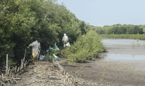 Petugas membersihkan sisa kebocoran minyak mentah Pertamina di kawasan ekosistem mangrove Desa Pantai Bahagia, Muaragembong, Kabupaten Bekasi, Jawa Barat, Selasa (6/8/2019). 