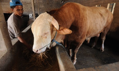 Seorang peternak memberikan pakan untuk sapi.