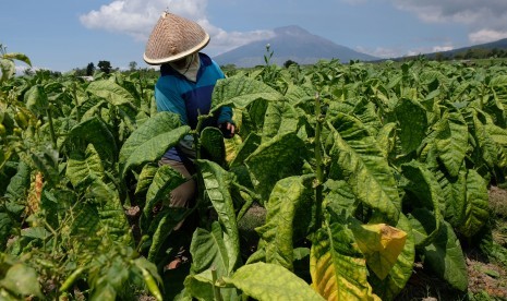 Petani memanen tembakau di persawahan desa Mangunsari, Ngadirejo, Temanggung, Jawa Tengah, Kamis (8/8/2019).