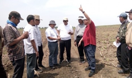 Direktur Produksi dan Pengembangan PTPN Holding Ahmad Haslan Saragih (baju merah) meninjau lahan tebu Pabrik Gula Bunga Mayang, Lampung Utara, Kamis (8/8).