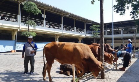 Ketua Panitia Kurban RS PKU Muhammadiyah Solo, Bekti Suharto, menunjukkan sapi-sapi kurban dari para dokter dan karyawan di RS PKU Solo, Senin (12/8). Pada hari tersebut, RS PKU Solo menyembelih 11 ekor sapi dan dikemas menjadi 2.000 bungkus untuk dibagikan kepada karyawan dan warga sekitar.