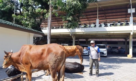 Ketua Panitia Kurban RS PKU Muhammadiyah Solo, Bekti Suharto, menunjukkan sapi-sapi kurban dari para dokter dan karyawan di RS PKU Solo, Senin (12/8). Pada hari tersebut, RS PKU Solo menyembelih 11 ekor sapi dan dikemas menjadi 2.000 bungkus untuk dibagikan kepada karyawan dan warga sekitar.