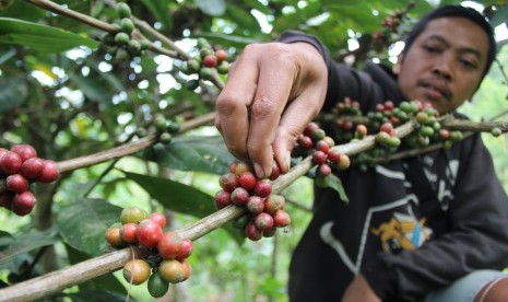 Petani memanen biji kopi robusta (ilustrasi)