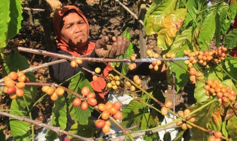 Petani memanen biji kopi (foto ilustrasi). Belum semua petani kopi di Garut mampu melakukan ekspor karena keterbatasan modal. 