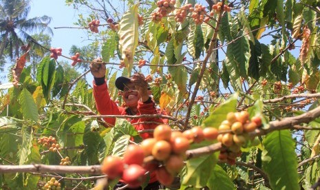 Petani memanen biji kopi arabika di desa Cibeureum, Kec. Cilimus, Kuningan, Jawa Barat, Selasa (20/8/2019). 