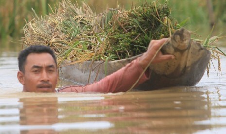 Petani mengangkut padi yang dipanen dari area persawahan Desa Meureuboe, Kecamatan Meureuboe, Aceh Barat, Aceh, Rabu (21/8/2019).