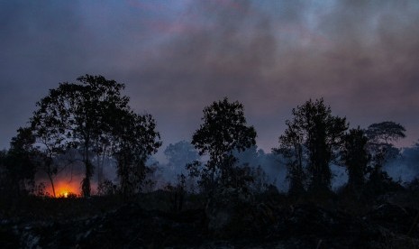 Api membakar semak belukar ketika terjadi kebakaran lahan gambut di Kecamatan Tambang, Kabupaten Kampar, Riau, Kamis (22/8/2019). 